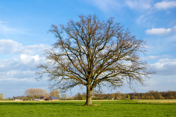 Fototapeta na wymiar German countryside landscape with tree, Lower Rhine Region