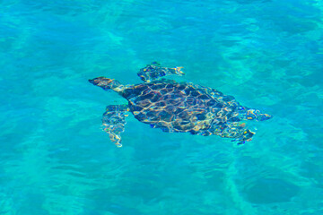 Sea turtle swimming in a water. Top view