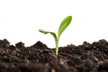 small sprouted plant in the garden