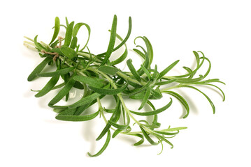 Young Fresh Rosemary on white Background Isolated