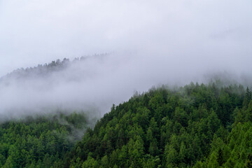 Fototapeta na wymiar Clouds in a mountain forest