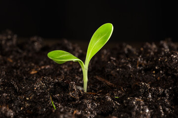 small sprouted plant in the garden