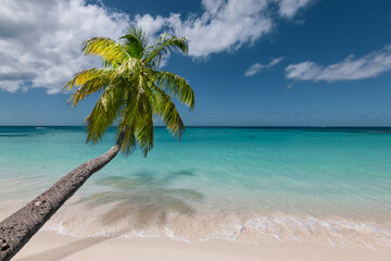 Breathtaking tropical beach with swaying palm tree.