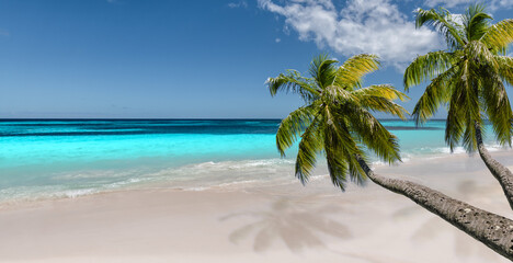 Idyllic tropical beach with palm trees. 