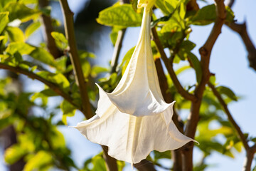 Detail of white blooming angel trumpet, Brugmansia suaveolens. Also known as Datura suaveolens,...