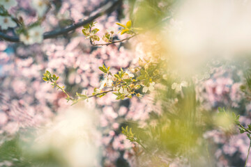 spring in the garden