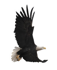 Eagle flying isolated at white