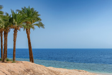 Tropical paradise. Sunny beach with palm and turquoise sea in Red Sea, Egypt. Summer vacation and tropical beach concept.	