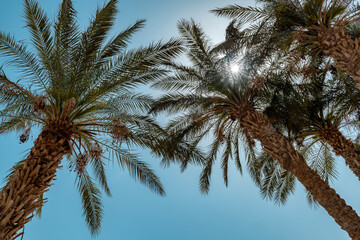 Obraz na płótnie Canvas Palm trees against the blue sky on Sunny day in tropical beach. Summer vacation and tropical beach concept. 