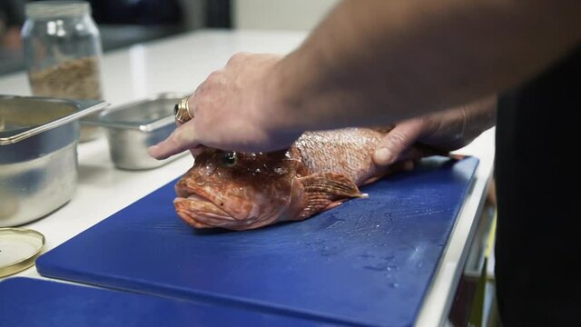 Chef cleaning Scorpaena fish in a professional kitchen