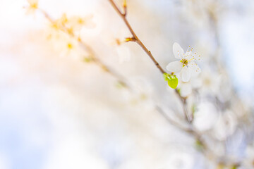 Spring banner, branches of blossoming cherry with bright background. Dream nature outdoor blur. Pink sakura flowers, dreamy romantic spring, landscape panorama. Sun rays, relax floral view