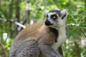 A lemur looking to the side, Madagascar