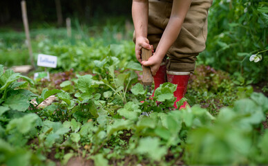 Unrecognizable small girl working in vegetable garden, sustainable lifestyle.