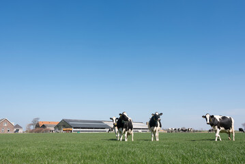 Fototapeta premium black and white spotted cows in green meadow near farm in dutch province of zeeland