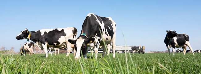 black and white spotted cows in green meadow near farm in dutch province of zeeland