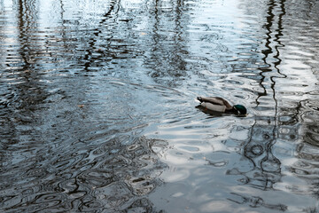 duck swims in the lake, trees are reflected in the water 