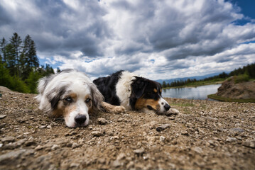 Australian Shepherd dogs relaxing at the riverside Mur in front of a blue cloudy background with water