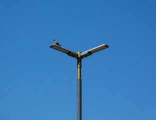 Fototapeta na wymiar Light in V with a dove