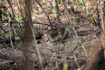 A Norway rat looks out of its burrow in dense undergrowth