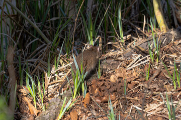 A Norway rat looks out of its burrow in dense undergrowth