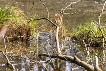 A fallen tree protrudes into the edges of a pond where amphibians have laid their eggs