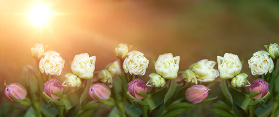 Obraz na płótnie Canvas spring flowers at sunrise in the garden, tulips
