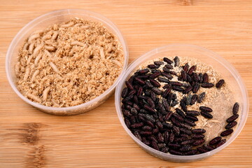 White fly larvae, maggots , close-up. Bait for anglers