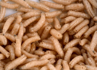White fly larvae, maggots , close-up. Bait for anglers