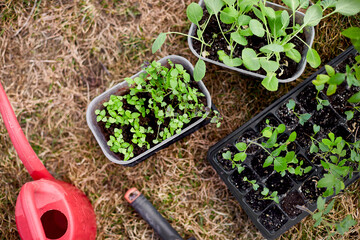 Top view of tomatoes, basil seedlings on the potting bench, with gardening equipment, working on farm,
