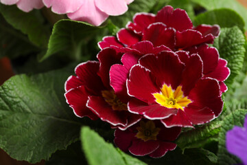 Beautiful primula (primrose) plant with burgundy flowers, closeup. Spring blossom
