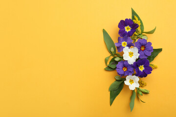 Primrose Primula Vulgaris flowers on yellow background, flat lay with space for text. Spring season