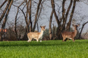 Couple of fallow deers on grass field