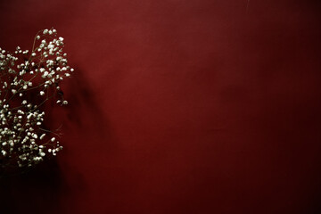 White flowers of the gypsophila on burgundy background. Dark spring background. Flat lay, top view.
