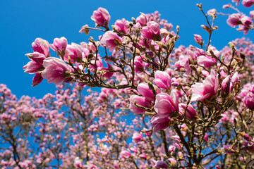 Pink blooming magnolia tree in spring in front of blue sky. Close-up with short depth of field....