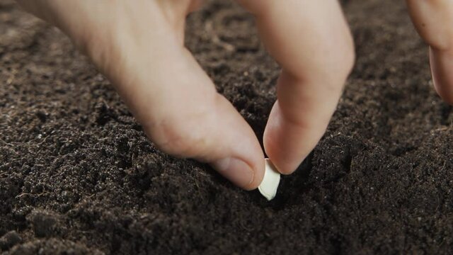 People hands planting for planting seeds in the garden. Close-up of a man's hands putting seeds in the ground. Mystery and weird unsolicited packets of seeds