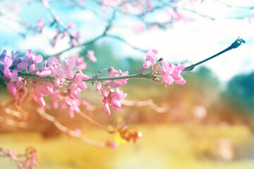 cherry blossom in soft pastel color