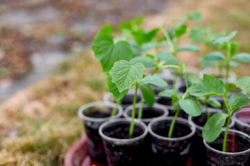 Box with seedlings of cucumber vegetables, working on farm