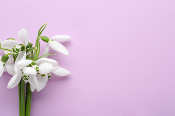 Beautiful snowdrops on lilac background, top view. Space for text