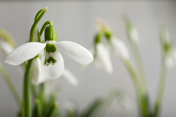 Beautiful snowdrop on light background, closeup view. Space for text