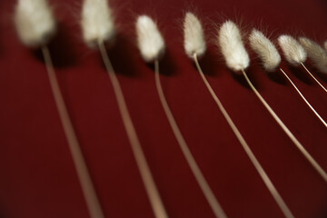 Dry beige spikelets on a burgundy background.