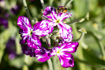 Matthiola incana known as Mathilda Lavender flower, Winter Wallflower, Incarnate Wallflower, Quarantine Wallflower, of the Cruciferae family, with a Hoverflies, also called flower flies