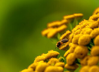 owad i kwiat © Mirosław