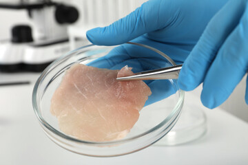 Scientist taking raw cultured meat out of Petri dish with tweezers in laboratory, closeup - obrazy, fototapety, plakaty