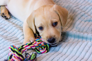 Young purebred puppy of the labrador retriever playing with rope toy