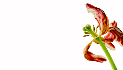 Verwelkte Tulpen, Frühlingsblumen, spring, flower,  Close up,  white, widescreen background, Flat...