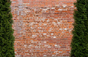 Free space on a red brick wall between two green bushes.