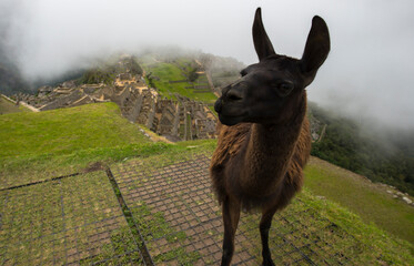 Lama in cloudy weather in Machu Picchu remains in Peru 