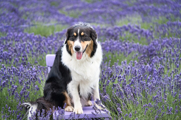 Australian Shepherd sheepdogs romping around in the purple lavender field
