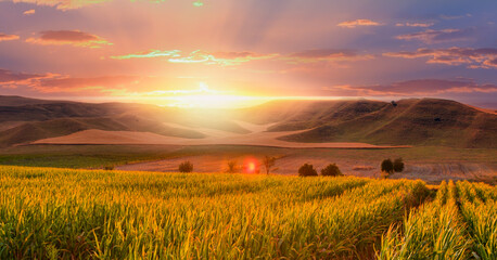 Amazing sunrise over the corn field