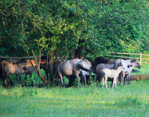 herd of horses in the meadow under the spring trees  © uranos1980